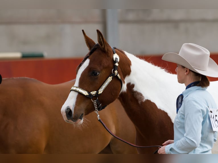 Paint Horse Merrie 9 Jaar 158 cm Tobiano-alle-kleuren in Koningsbosch