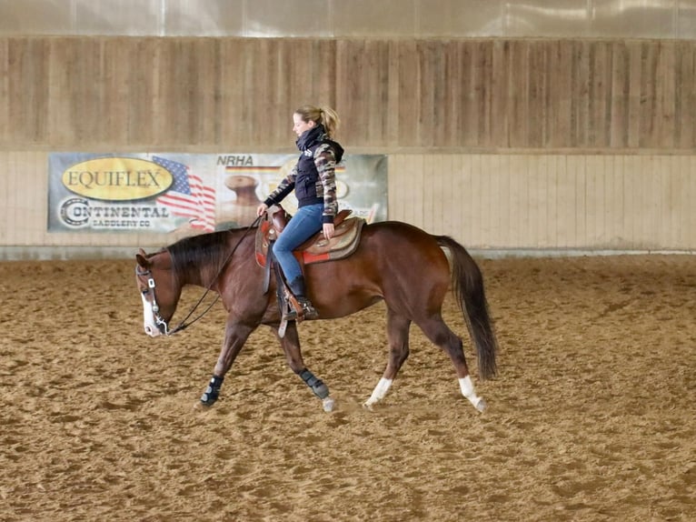 Paint Horse Merrie 9 Jaar 160 cm in Mössingen