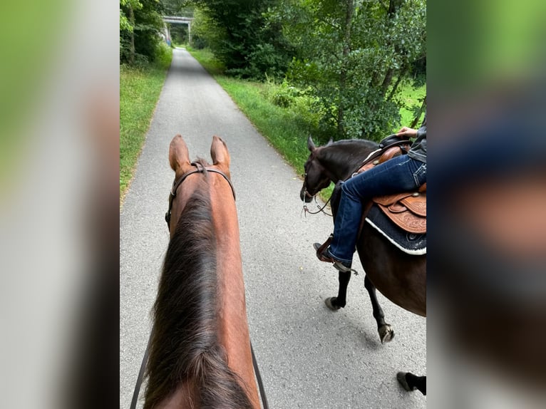 Paint Horse Merrie 9 Jaar 160 cm in Mössingen