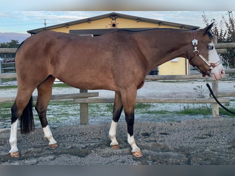 Paint Horse Merrie 9 Jaar Buckskin in Perugia