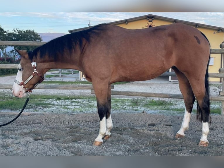 Paint Horse Merrie 9 Jaar Buckskin in Perugia