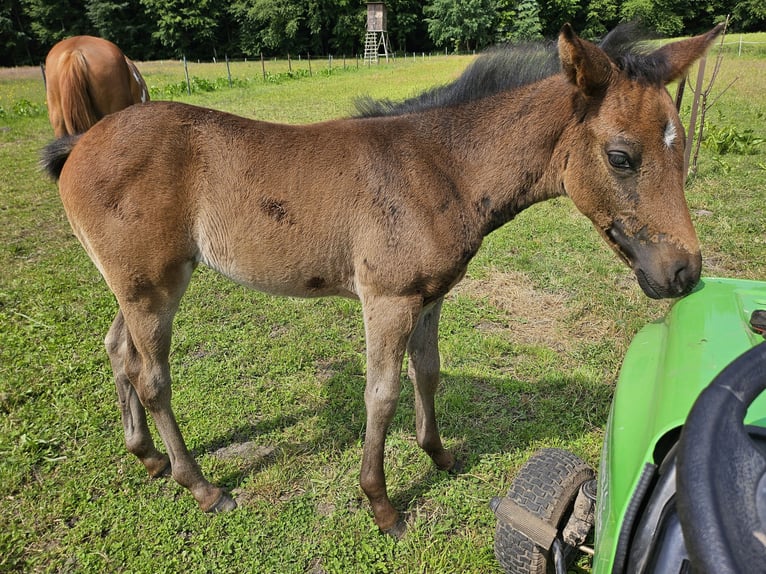 Paint Horse Merrie veulen (04/2024) 125 cm Zwartbruin in Niepars