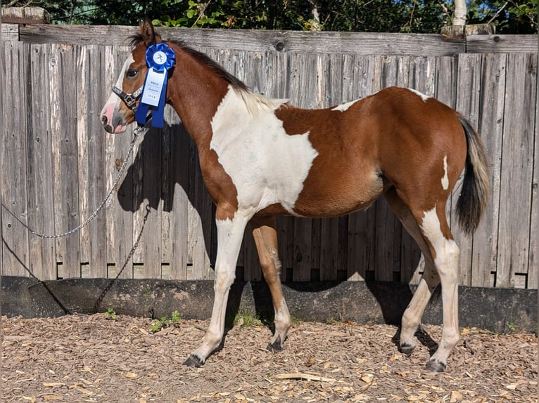 Paint Horse Merrie veulen (04/2024) 130 cm Gevlekt-paard in Neuhaus am Rennweg