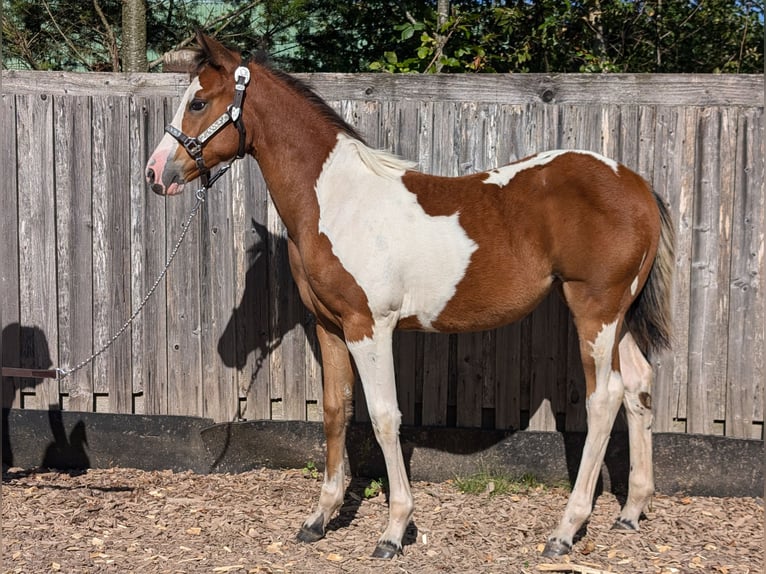 Paint Horse Merrie veulen (04/2024) 130 cm Gevlekt-paard in Neuhaus am Rennweg