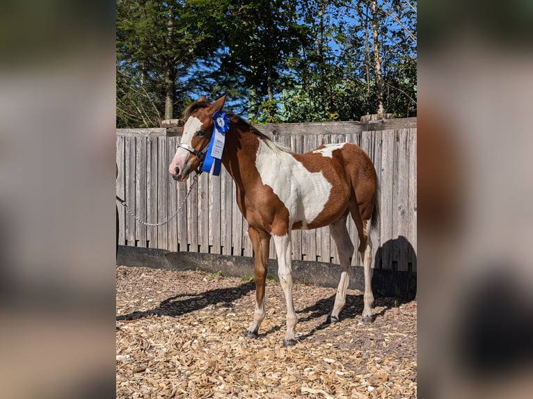 Paint Horse Merrie veulen (04/2024) 130 cm Gevlekt-paard in Neuhaus am Rennweg