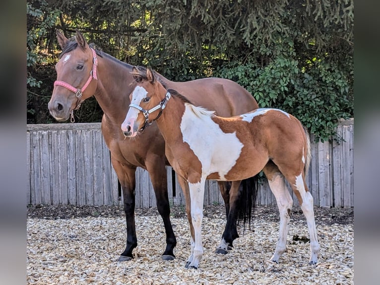 Paint Horse Merrie veulen (04/2024) 130 cm Gevlekt-paard in Neuhaus am Rennweg