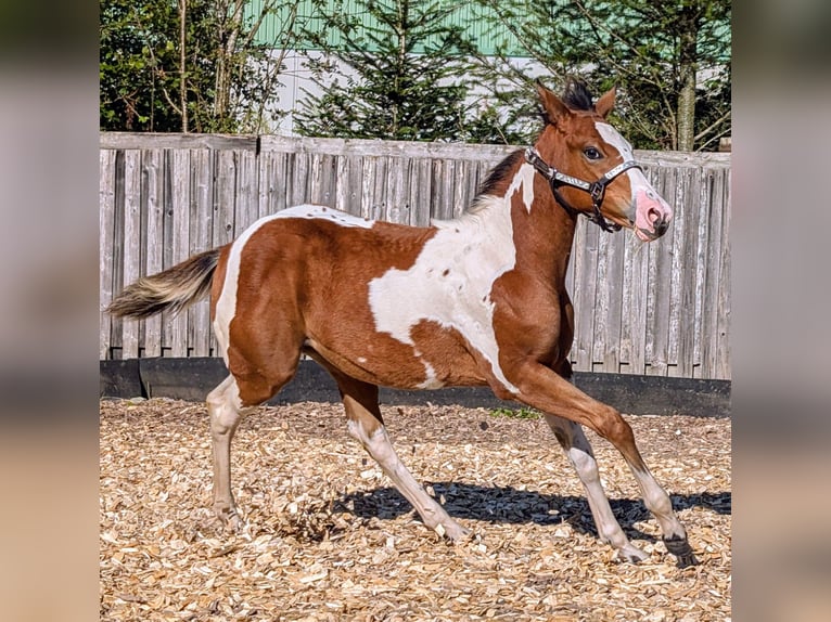 Paint Horse Merrie veulen (04/2024) 130 cm Gevlekt-paard in Neuhaus am Rennweg