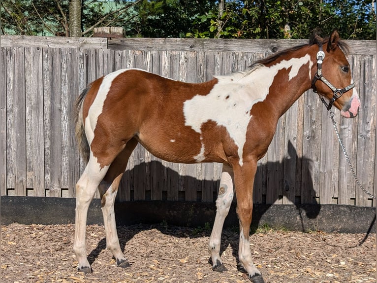 Paint Horse Merrie veulen (04/2024) 130 cm Gevlekt-paard in Neuhaus am Rennweg