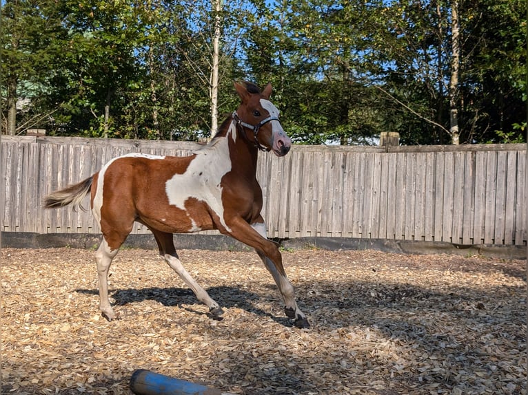 Paint Horse Merrie veulen (04/2024) 130 cm Gevlekt-paard in Neuhaus am Rennweg