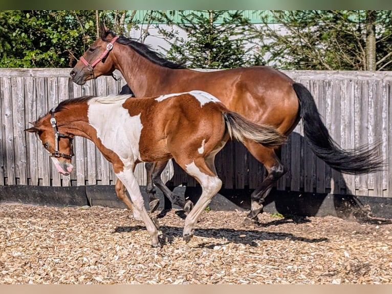 Paint Horse Merrie veulen (04/2024) 130 cm Gevlekt-paard in Neuhaus am Rennweg