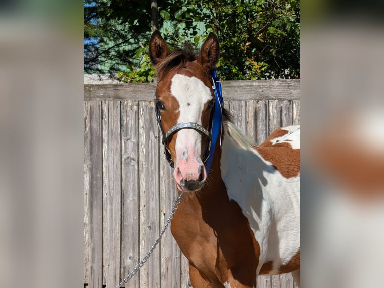 Paint Horse Merrie veulen (04/2024) 130 cm Gevlekt-paard in Neuhaus am Rennweg