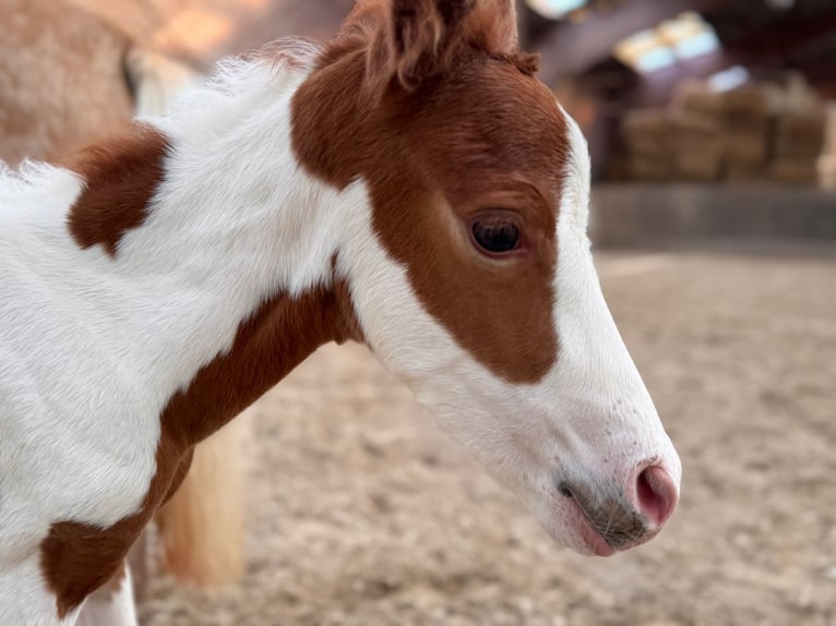 Paint Horse Mix Merrie Veulen (06/2025) 148 cm Tobiano-alle-kleuren in Aachen