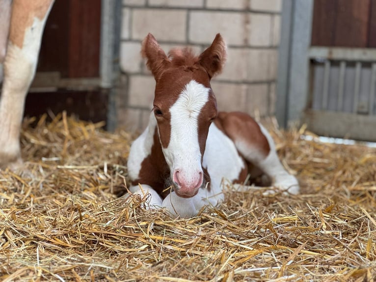 Paint Horse Mix Merrie Veulen (06/2025) 148 cm Tobiano-alle-kleuren in Aachen