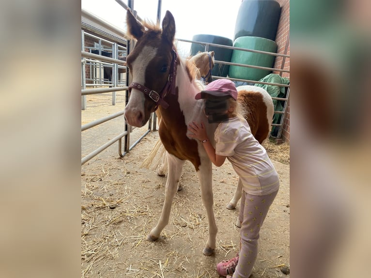 Paint Horse Mix Merrie Veulen (06/2025) 148 cm Tobiano-alle-kleuren in Aachen