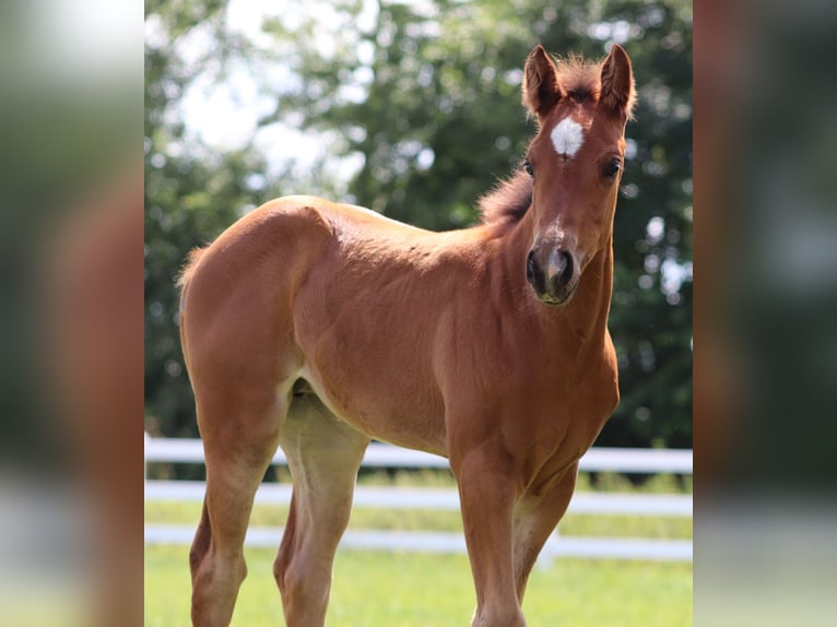 Paint Horse Mix Merrie Veulen (05/2025) 150 cm Bruin in Oberlangen