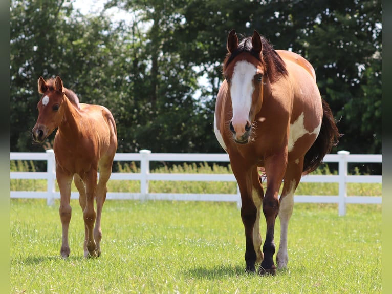 Paint Horse Mix Merrie Veulen (05/2025) 150 cm Bruin in Oberlangen