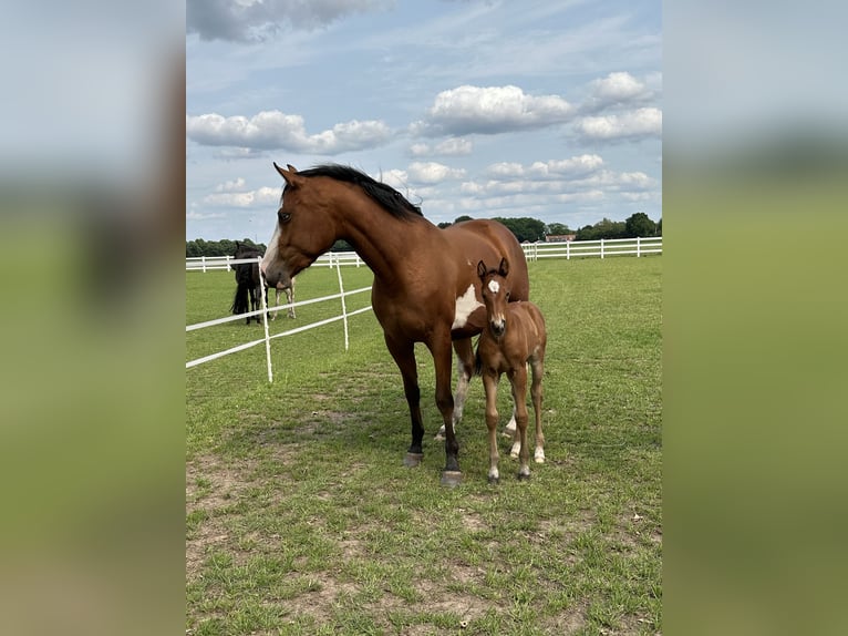 Paint Horse Mix Merrie Veulen (05/2025) 150 cm Bruin in Oberlangen