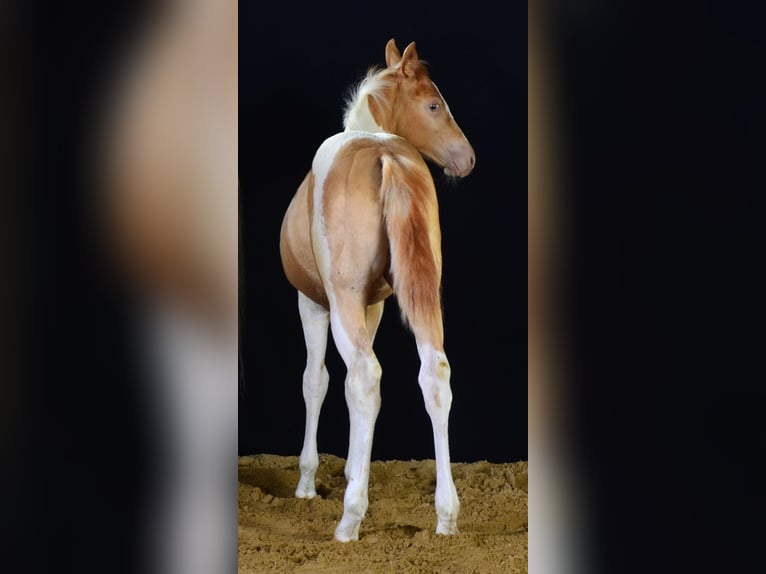 Paint Horse Merrie Veulen (05/2025) 150 cm Champagne in Obertaufkirchen Paint Horse Merrie Veulen (05/2025) 150 cm Champagne in Obertaufkirchen