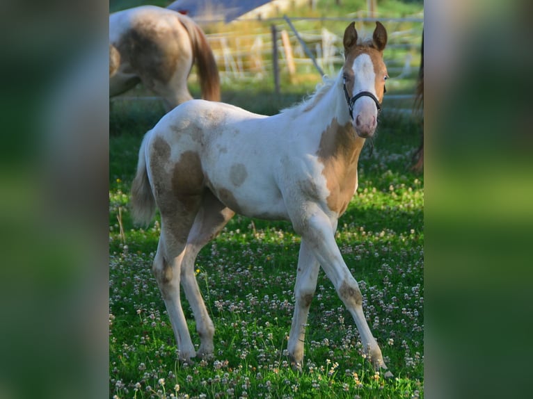 Paint Horse Merrie veulen (06/2024) 150 cm Champagne in Buchbach