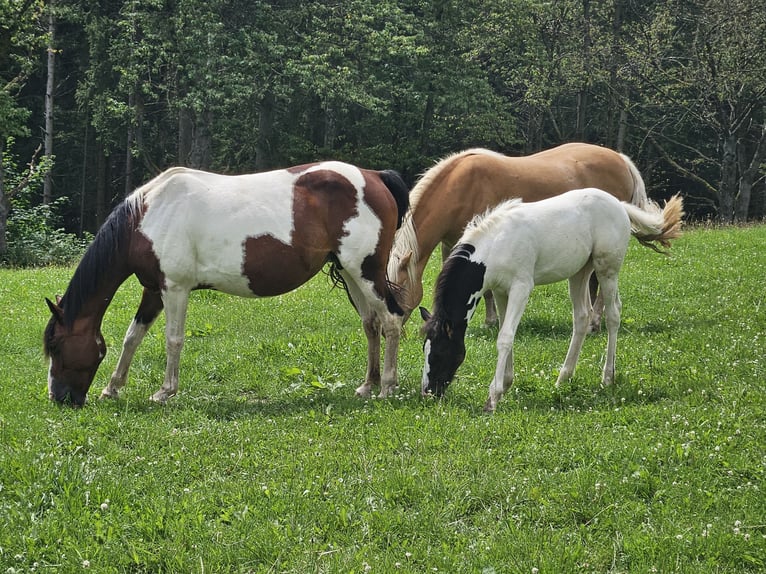 Paint Horse Mix Merrie veulen (05/2024) 150 cm Gevlekt-paard in Simmerath