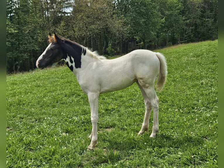 Paint Horse Mix Merrie veulen (05/2024) 150 cm Gevlekt-paard in Simmerath