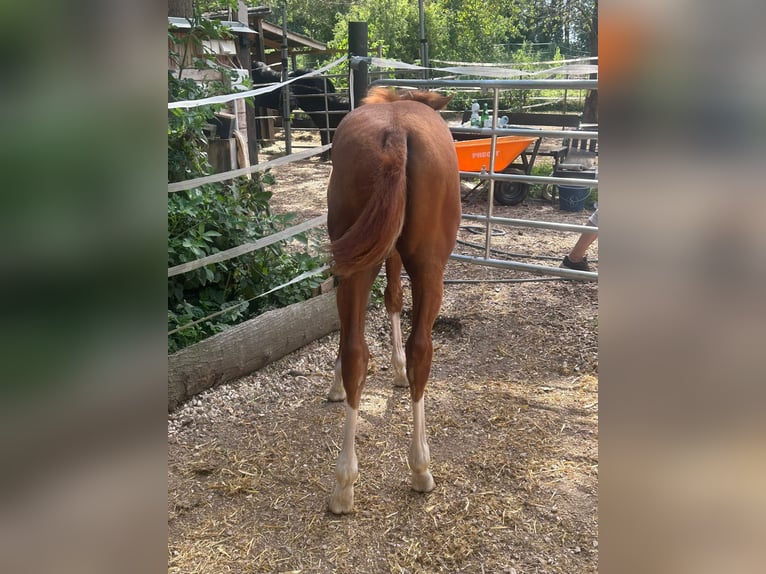 Paint Horse Merrie veulen (03/2024) 150 cm Overo-alle-kleuren in Steinebrunn