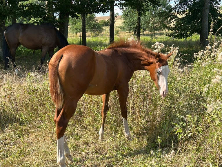 Paint Horse Merrie veulen (03/2024) 150 cm Overo-alle-kleuren in Steinebrunn