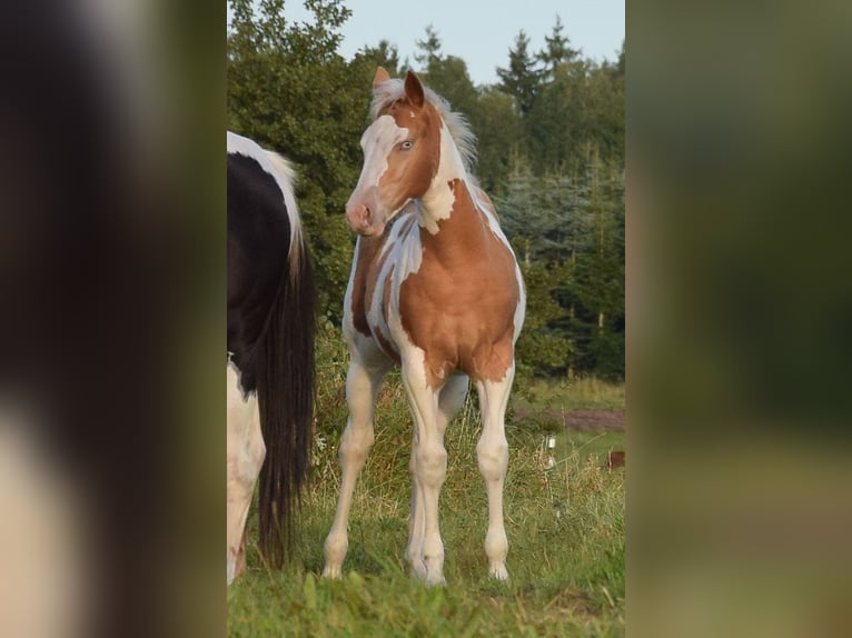 Paint Horse Merrie Veulen (06/2025) 150 cm Tobiano-alle-kleuren in Marlow