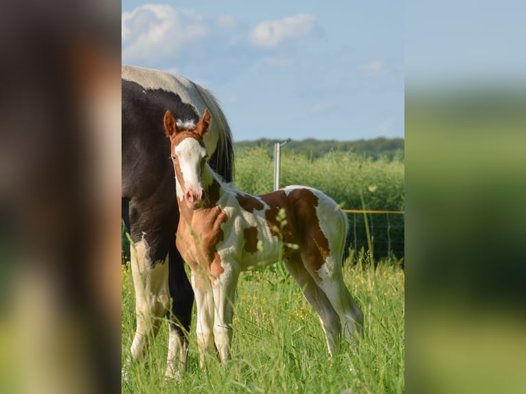 Paint Horse Merrie Veulen (06/2025) 150 cm Tobiano-alle-kleuren in Marlow