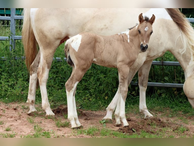 Paint Horse Merrie Veulen (05/2025) 150 cm Tobiano-alle-kleuren in Hellenthal
