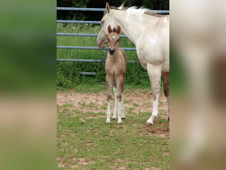 Paint Horse Merrie Veulen (05/2025) 150 cm Tobiano-alle-kleuren in Hellenthal