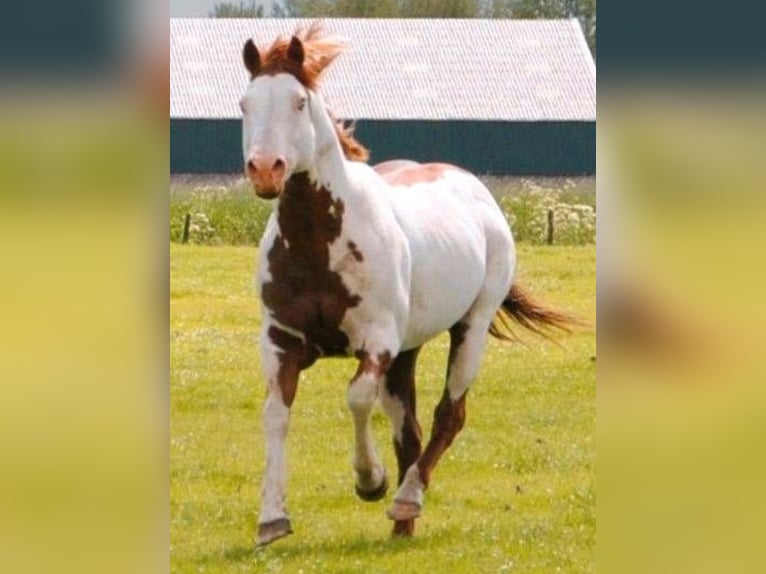 Paint Horse Merrie veulen (06/2024) 152 cm Overo-alle-kleuren in Friesoythe