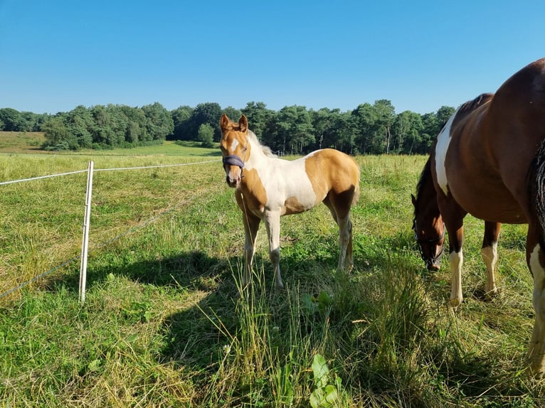 Paint Horse Merrie veulen (05/2024) 153 cm Champagne in Uelsen