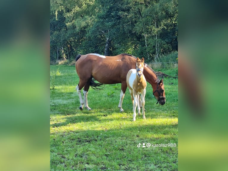 Paint Horse Merrie veulen (05/2024) 153 cm Champagne in Uelsen