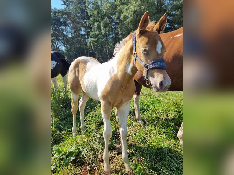 Paint Horse Merrie veulen (05/2024) 153 cm Champagne in Uelsen