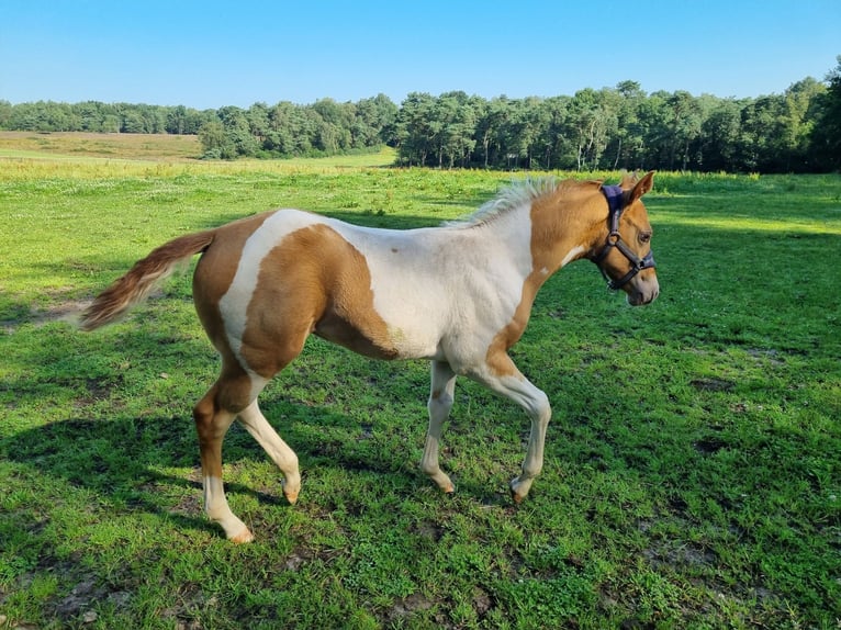 Paint Horse Merrie veulen (05/2024) 153 cm Champagne in Uelsen