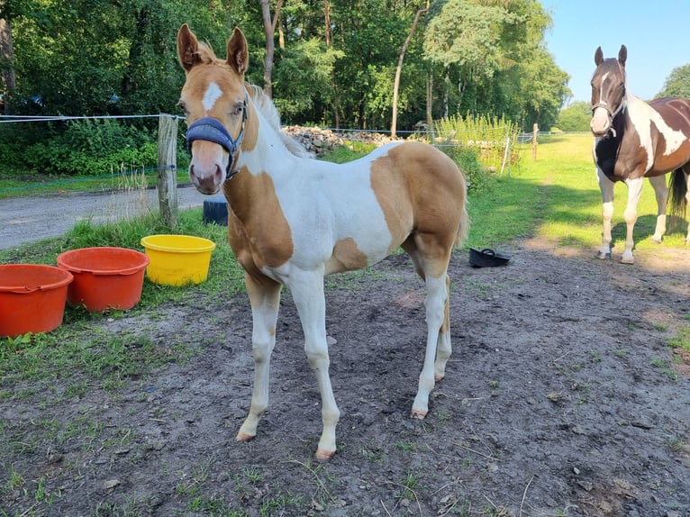 Paint Horse Merrie veulen (05/2024) 153 cm Champagne in Uelsen