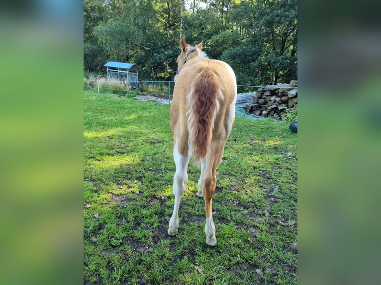 Paint Horse Merrie veulen (05/2024) 153 cm Champagne in Uelsen