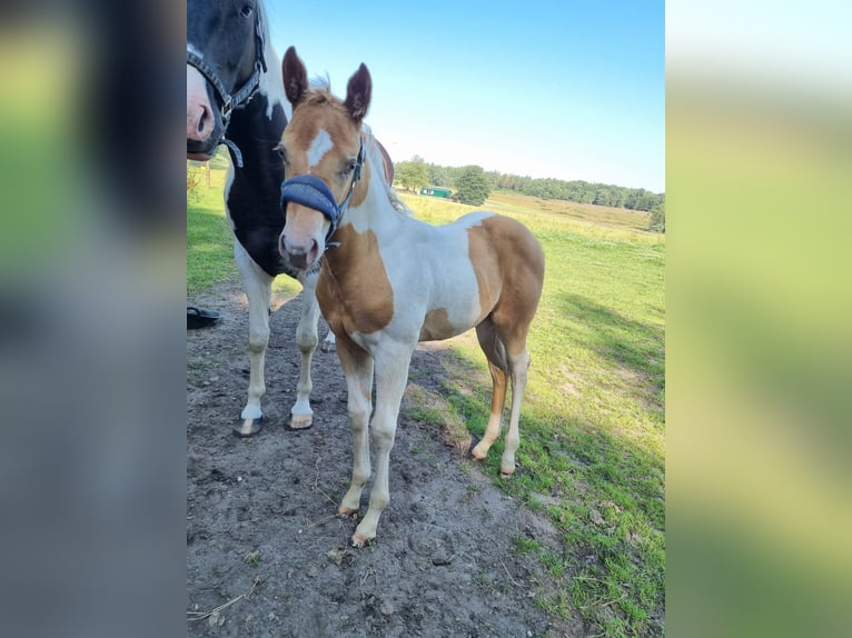 Paint Horse Merrie veulen (05/2024) 153 cm Champagne in Uelsen