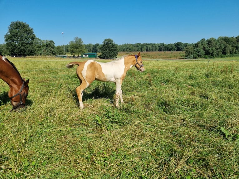 Paint Horse Merrie veulen (05/2024) 153 cm Champagne in Uelsen