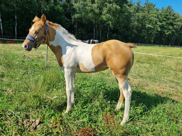 Paint Horse Merrie veulen (05/2024) 153 cm Champagne in Uelsen