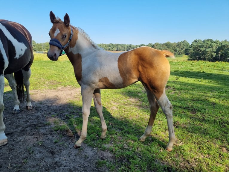 Paint Horse Merrie veulen (05/2024) 153 cm Champagne in Uelsen