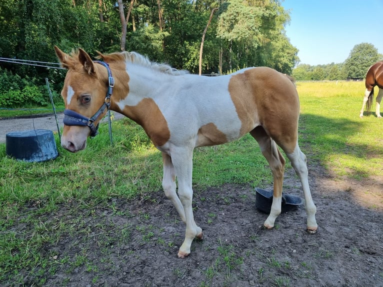 Paint Horse Merrie veulen (05/2024) 153 cm Champagne in Uelsen