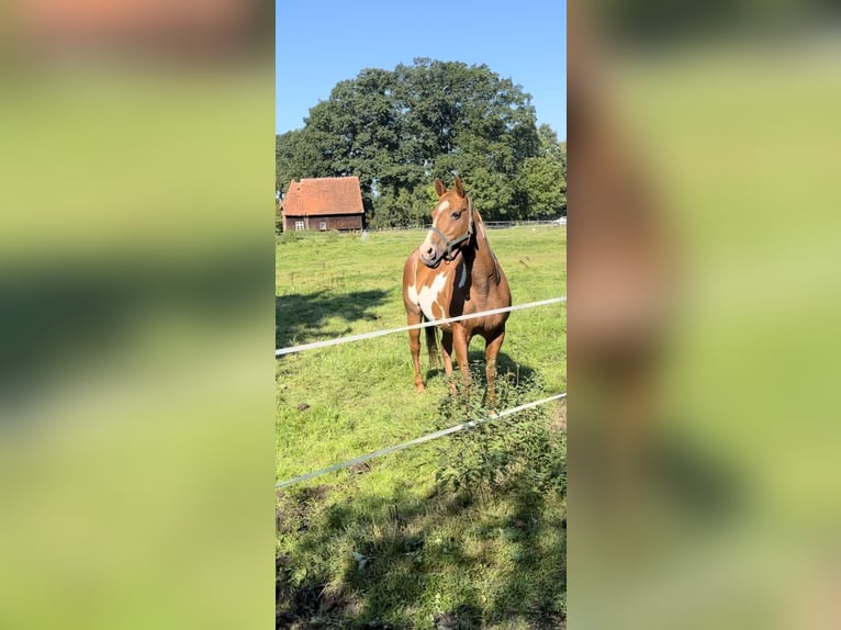 Paint Horse Merrie veulen (05/2024) 153 cm Overo-alle-kleuren in Wallenhorst