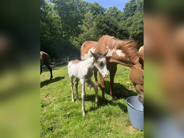 Paint Horse Merrie veulen (05/2024) 153 cm Overo-alle-kleuren in Wallenhorst