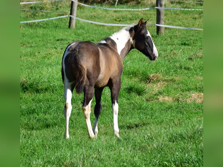 Paint Horse Merrie veulen (05/2024) 154 cm Grullo in Buchbach