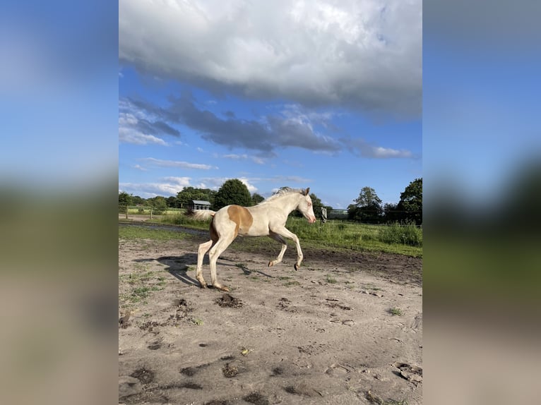 Paint Horse Merrie veulen (05/2024) 155 cm Champagne in Ottersberg