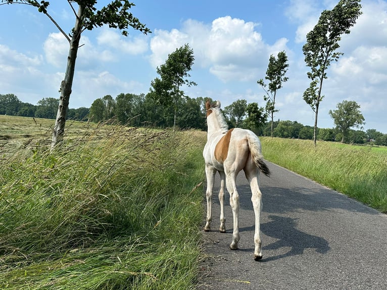 Paint Horse Merrie veulen (05/2024) 155 cm Champagne in Ottersberg