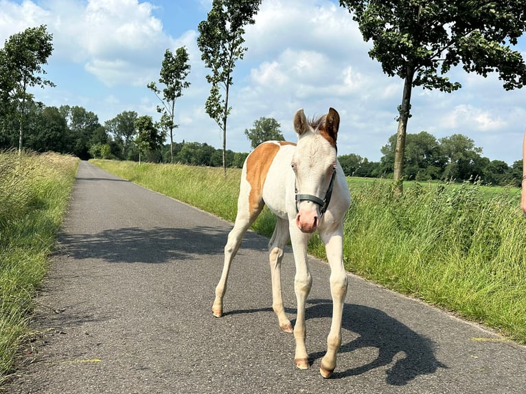 Paint Horse Merrie veulen (05/2024) 155 cm Champagne in Ottersberg