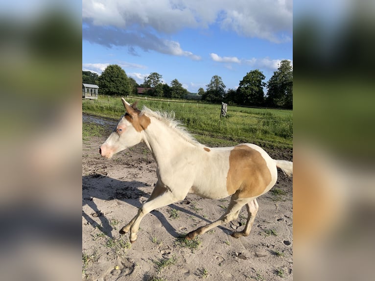 Paint Horse Merrie veulen (05/2024) 155 cm Champagne in Ottersberg